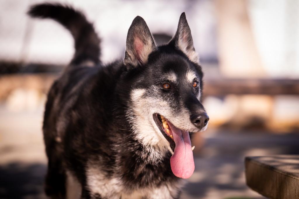 Pockets, Adoptable, Adult Male Shepherd.