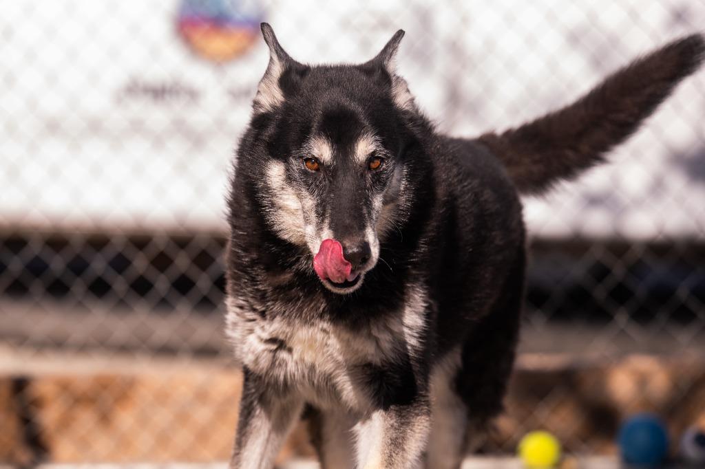 Pockets, a Adoptable Shepherd in Twentynine Palms, CA image 2/6