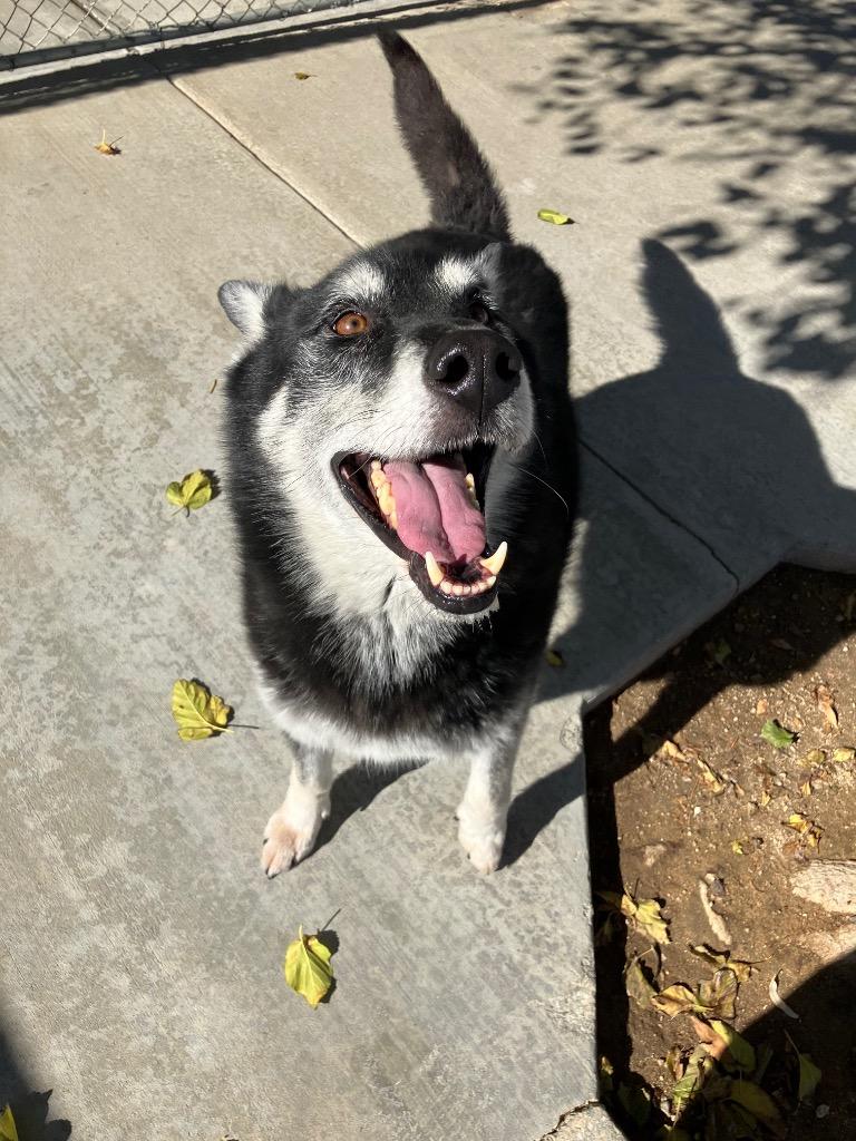 Pockets, a Adoptable Shepherd in Twentynine Palms, CA image 4/6