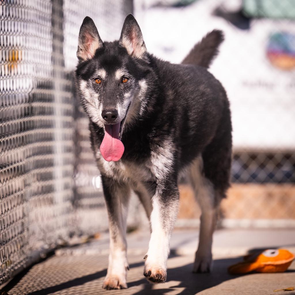 Pockets, a Adoptable Shepherd in Twentynine Palms, CA image 5/6