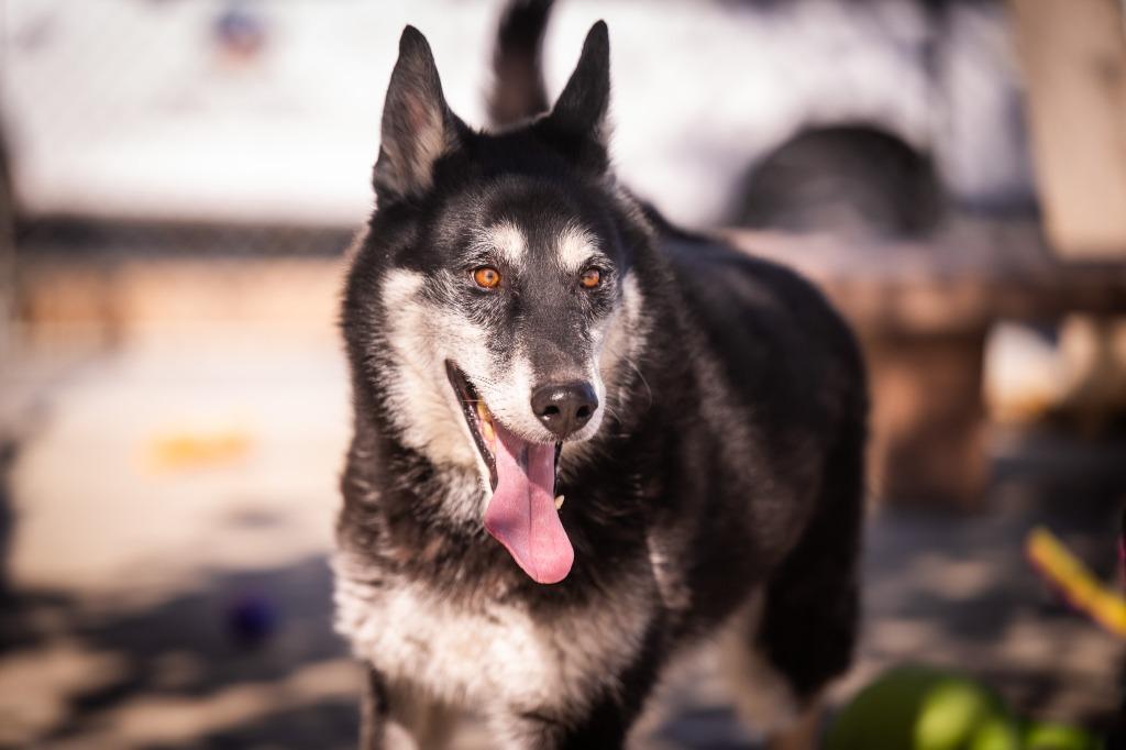 Pockets, a Adoptable Shepherd in Twentynine Palms, CA image 6/6