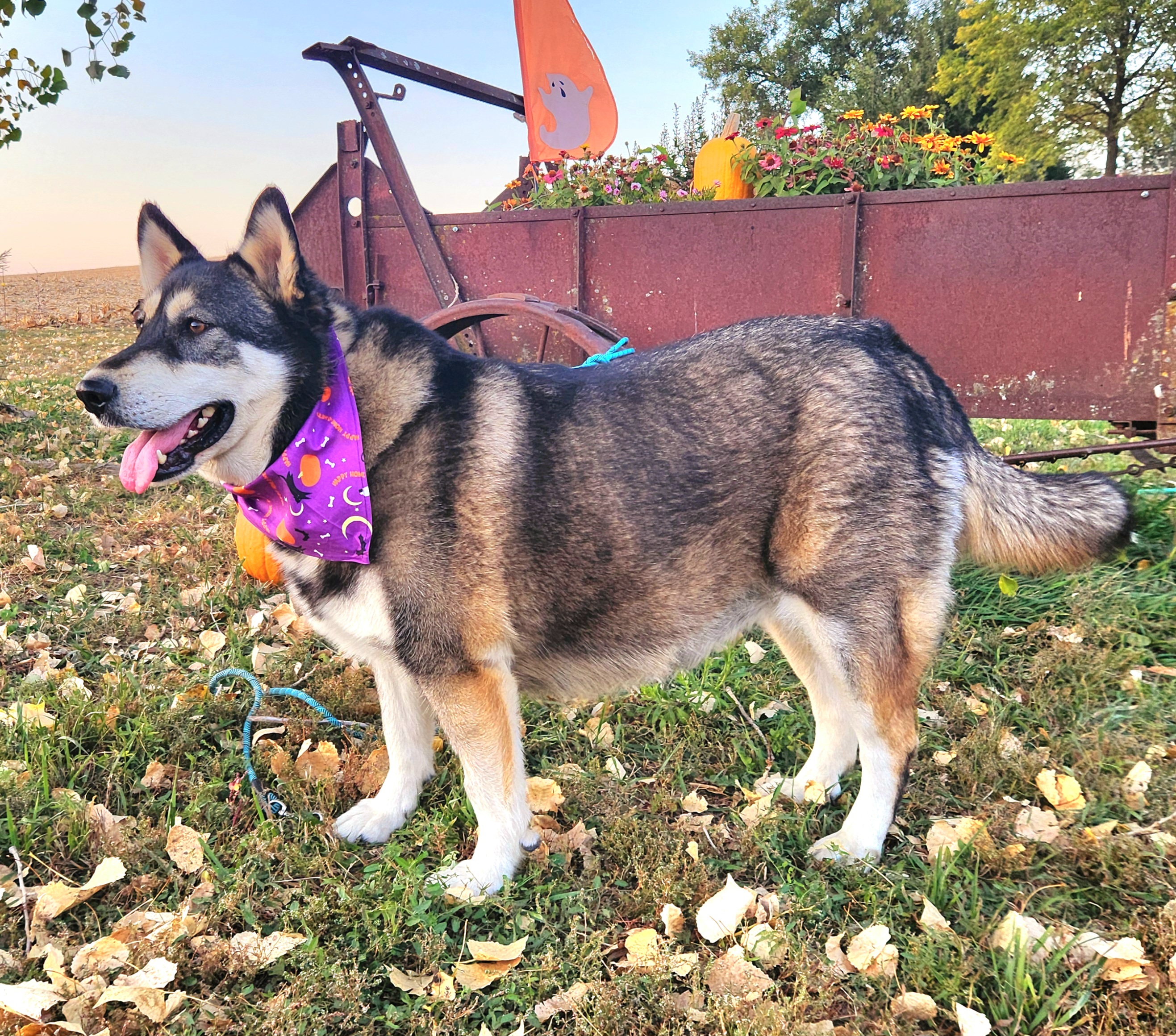 Enlarge Baby, a Adoptable Alaskan Malamute in Walthill, NE image 5/6