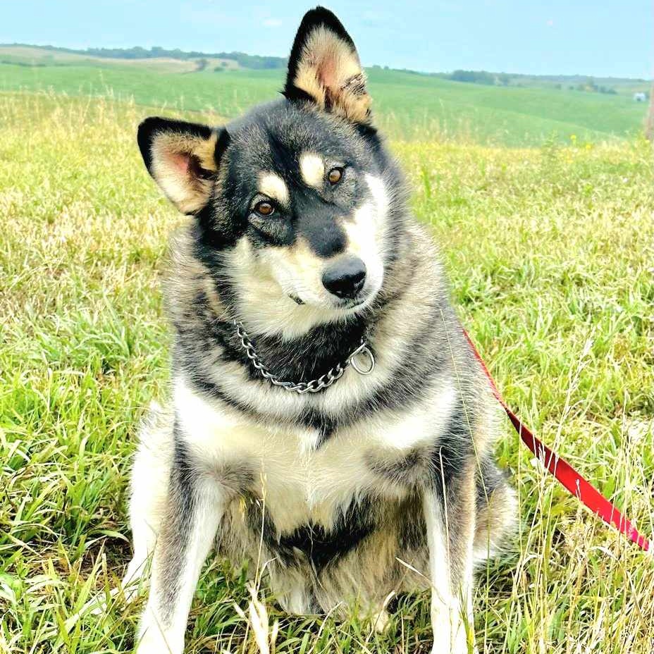 Enlarge Baby, a Adoptable Alaskan Malamute in Walthill, NE image 6/6