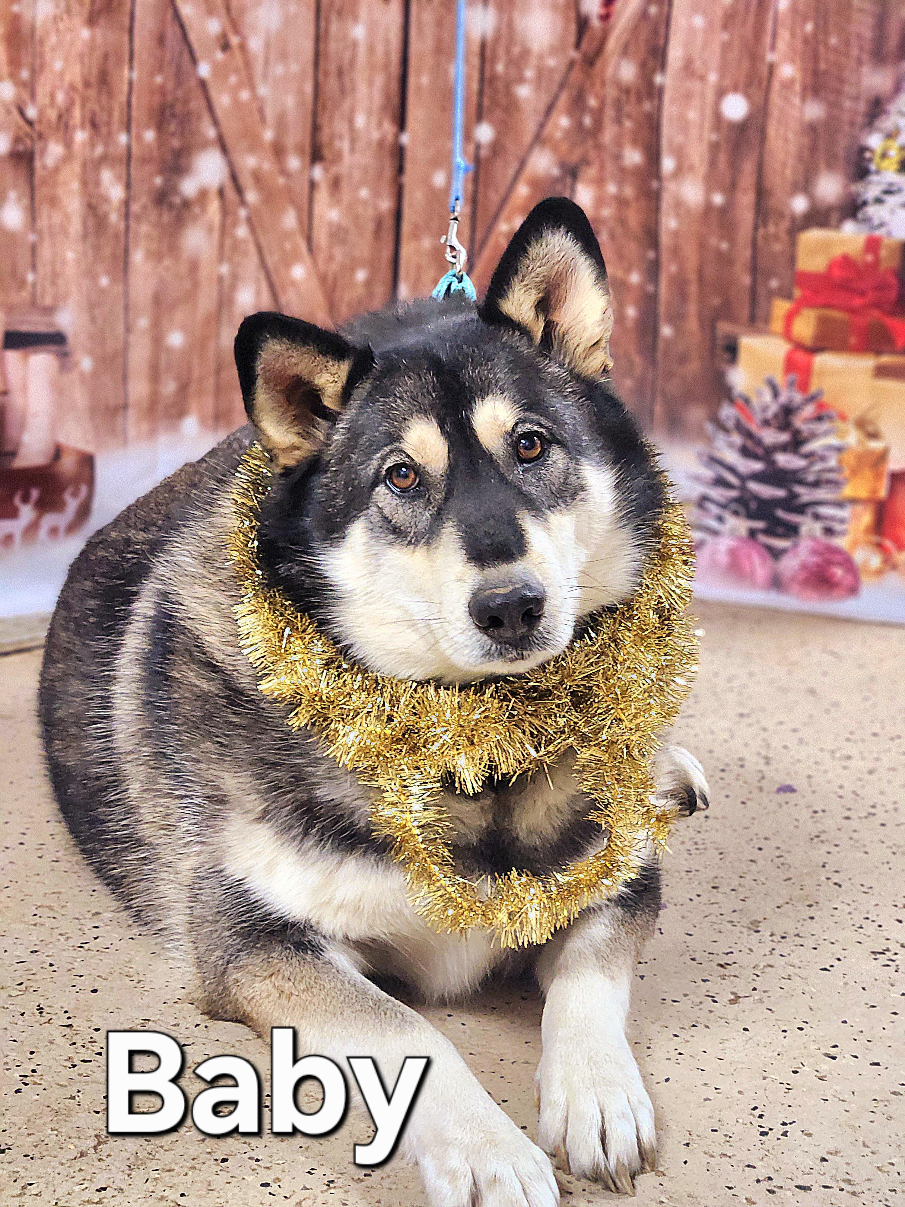 Enlarge Baby, a Adoptable Alaskan Malamute in Walthill, NE image 2/6