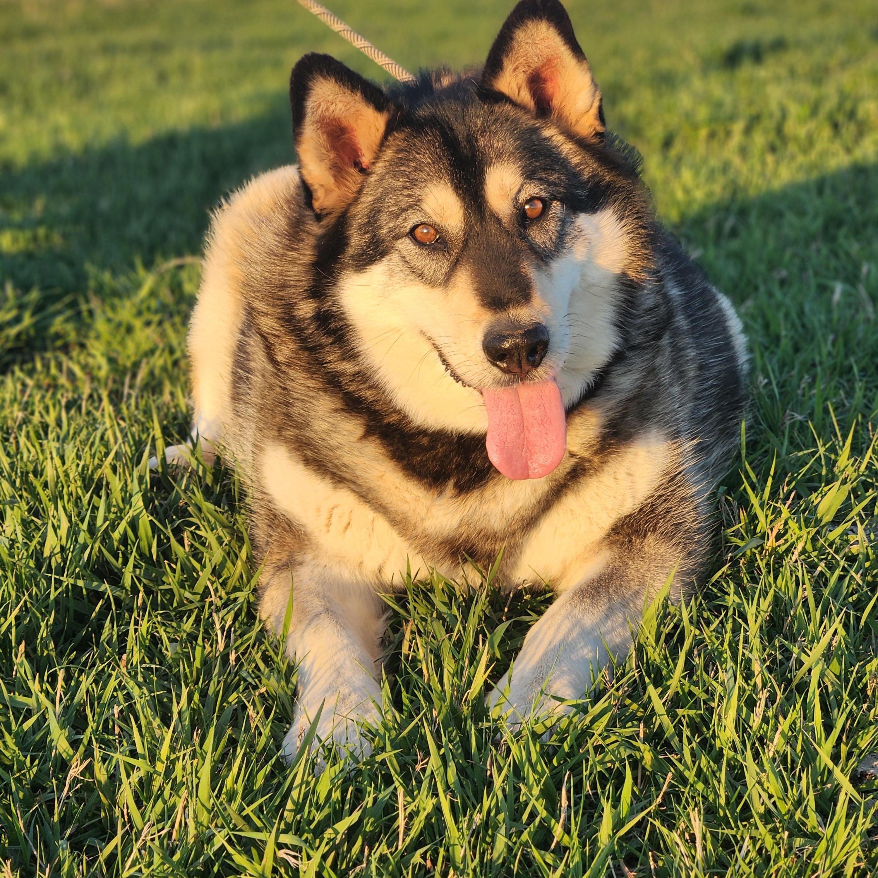 Enlarge Baby, a Adoptable Alaskan Malamute in Walthill, NE image 1/6