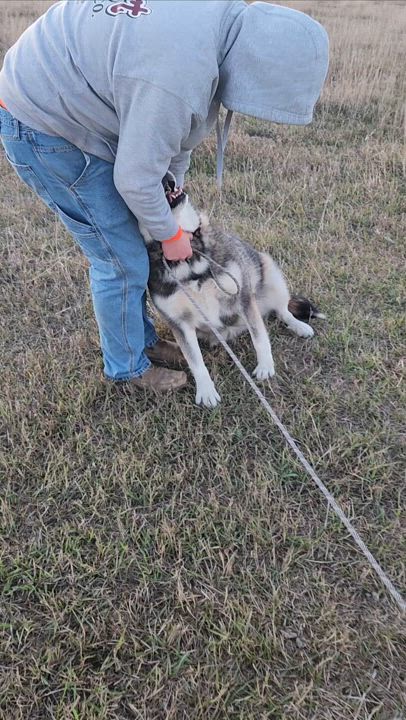 Enlarge Baby, a Adoptable Alaskan Malamute in Walthill, NE video 4/6
