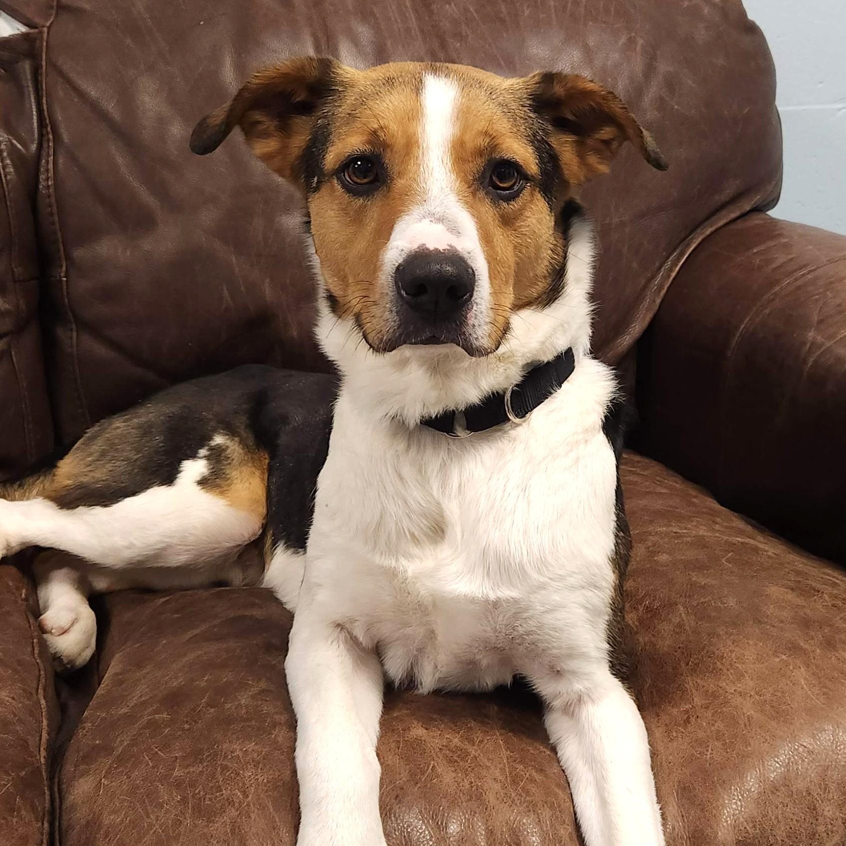 Colt, Adoptable, Adult Male Coonhound & Australian Cattle Dog / Blue Heeler.
