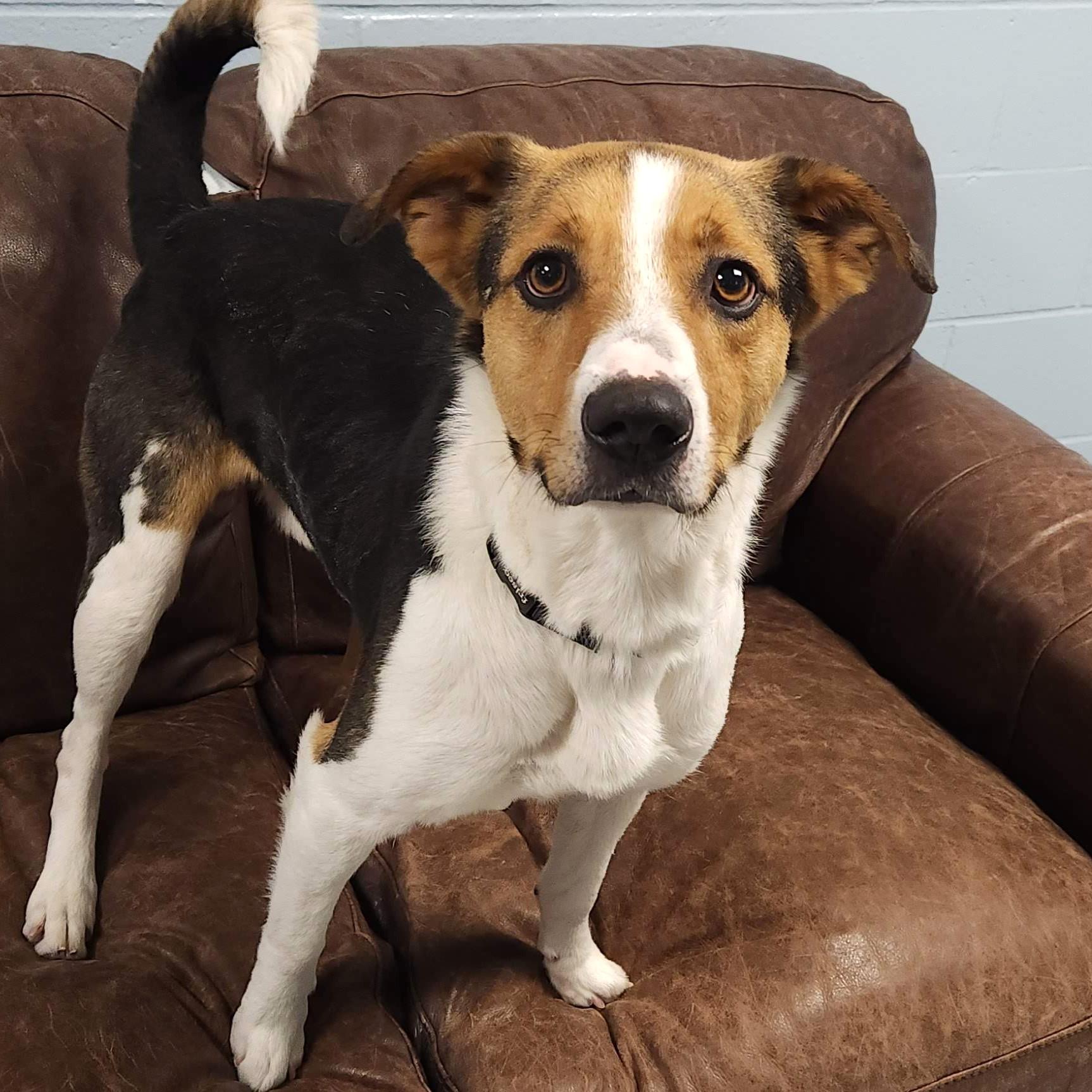 Enlarge Colt, a Adoptable mixed breed in Marshfield, WI image 4/5