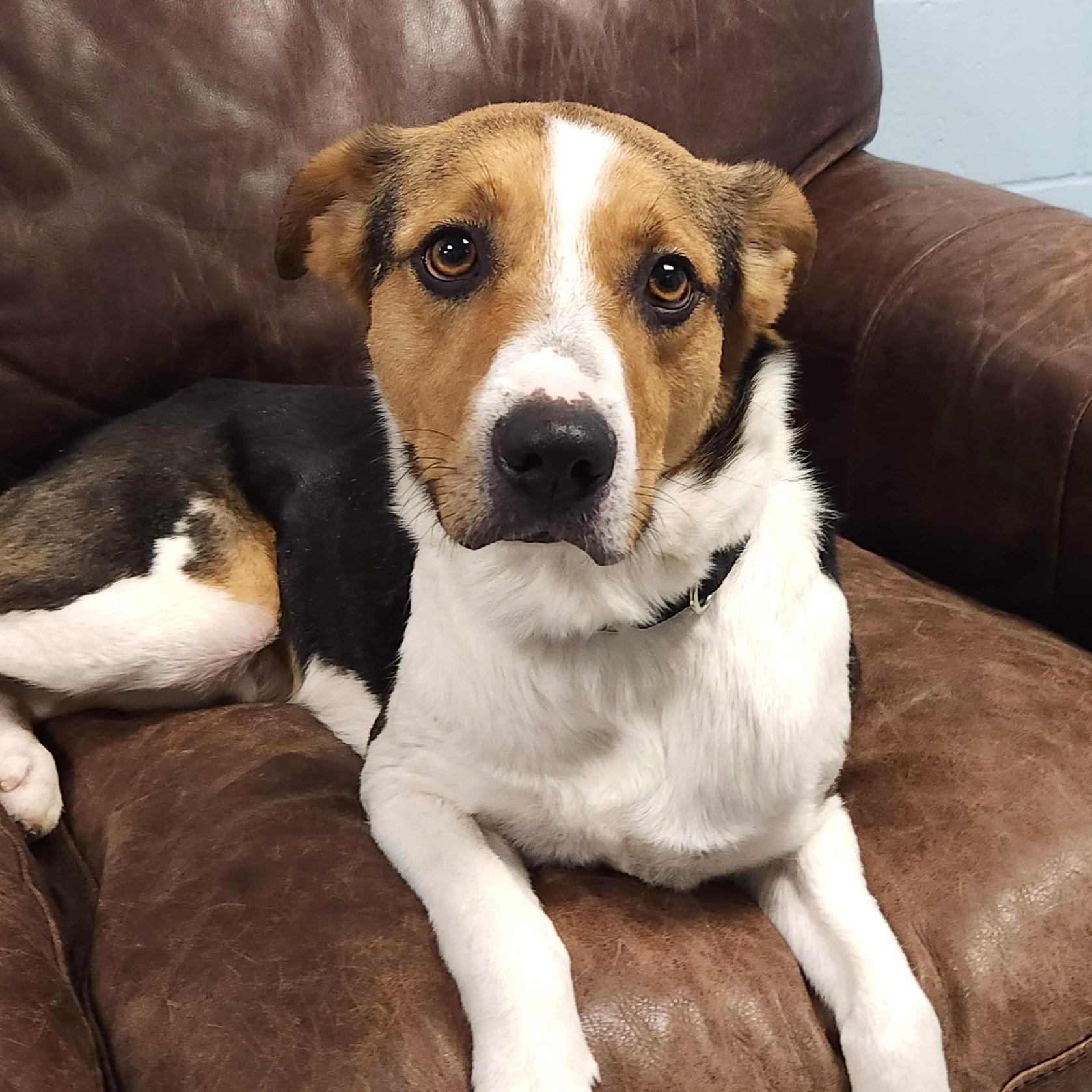 Enlarge Colt, a Adoptable mixed breed in Marshfield, WI image 3/5