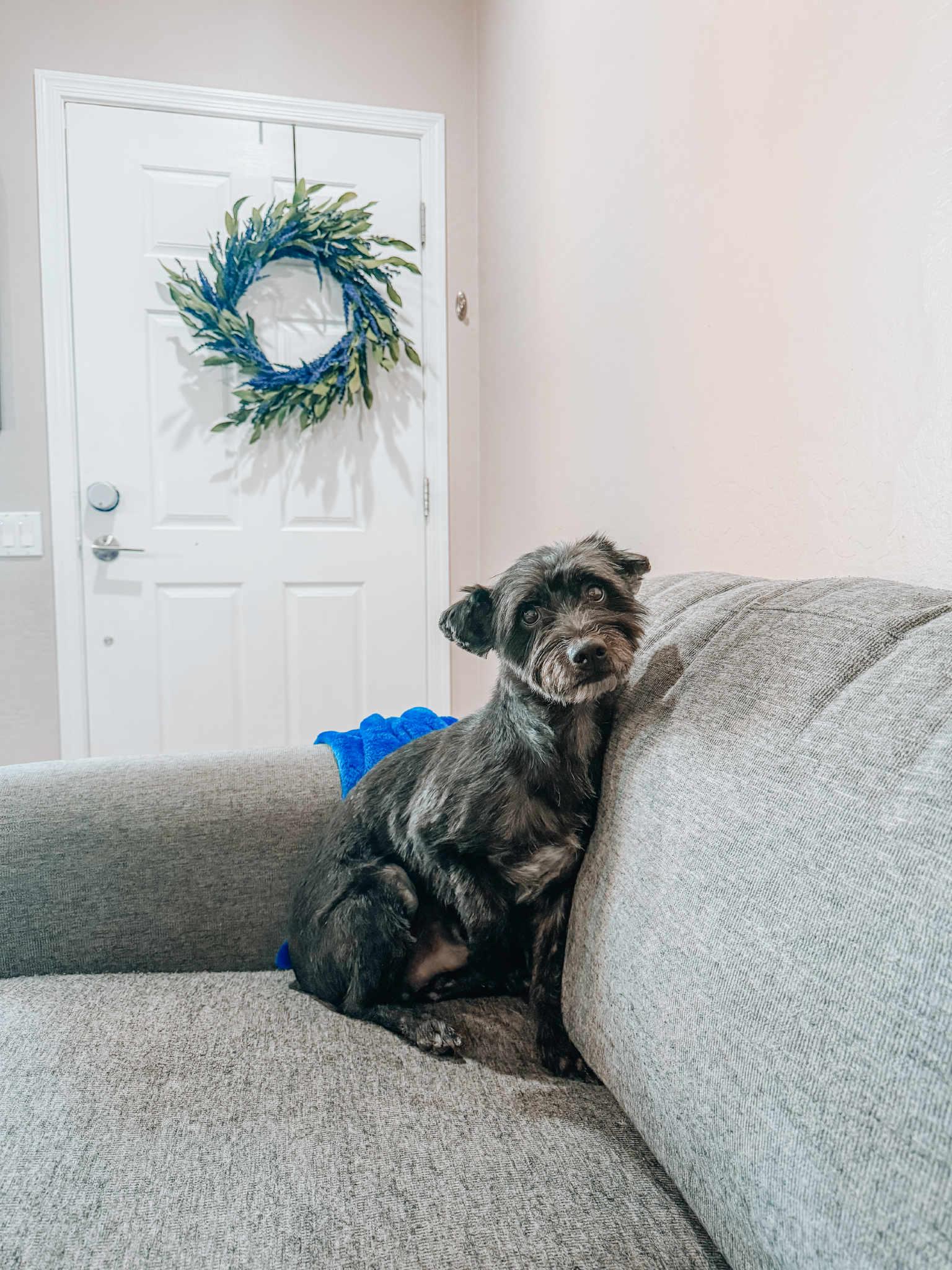 Gerald, an adoptable Schnoodle, Miniature Poodle in Goodyear, AZ, 85338 | Photo Image 1