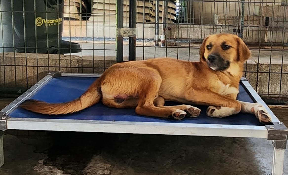 Enlarge Rocky, a Adoptable mixed breed in Marshall, AR image 3/6