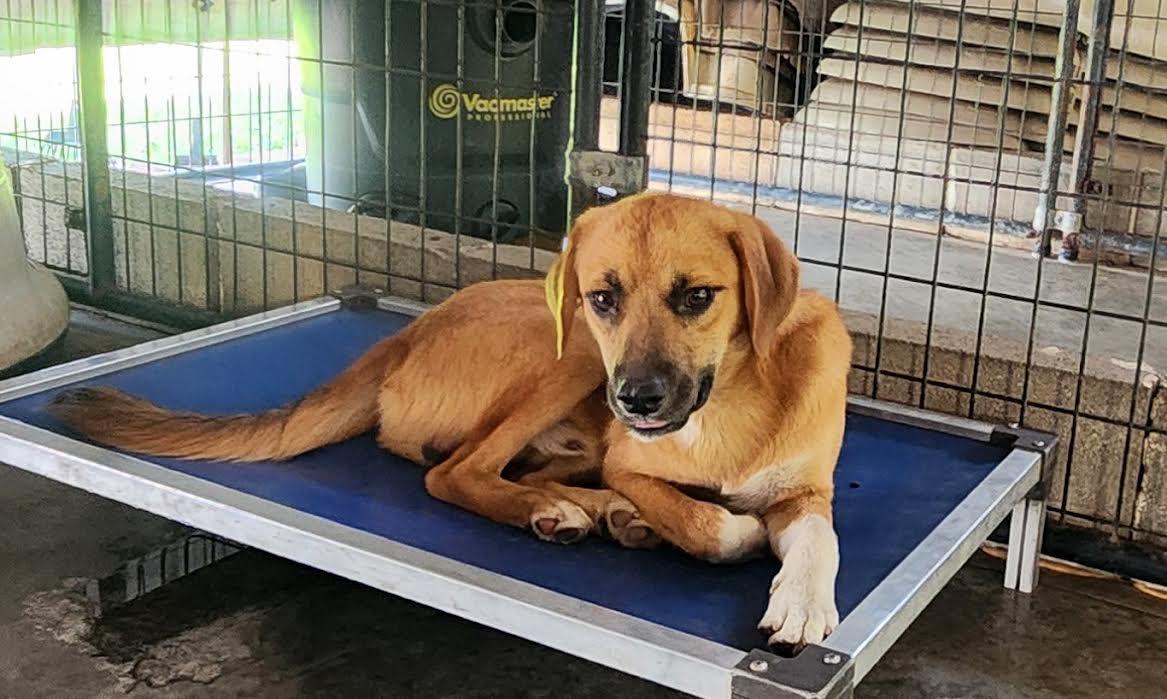 Enlarge Rocky, a Adoptable mixed breed in Marshall, AR image 4/6
