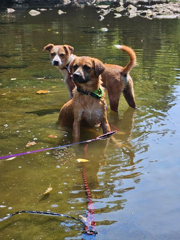 Enlarge Rocky, a Adoptable mixed breed in Marshall, AR image 6/6