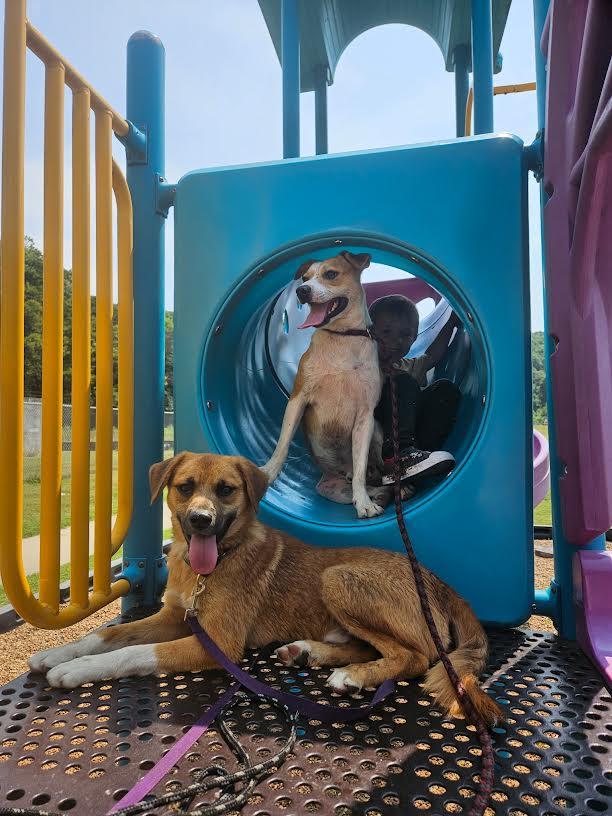 Enlarge Rocky, a Adoptable mixed breed in Marshall, AR image 5/6