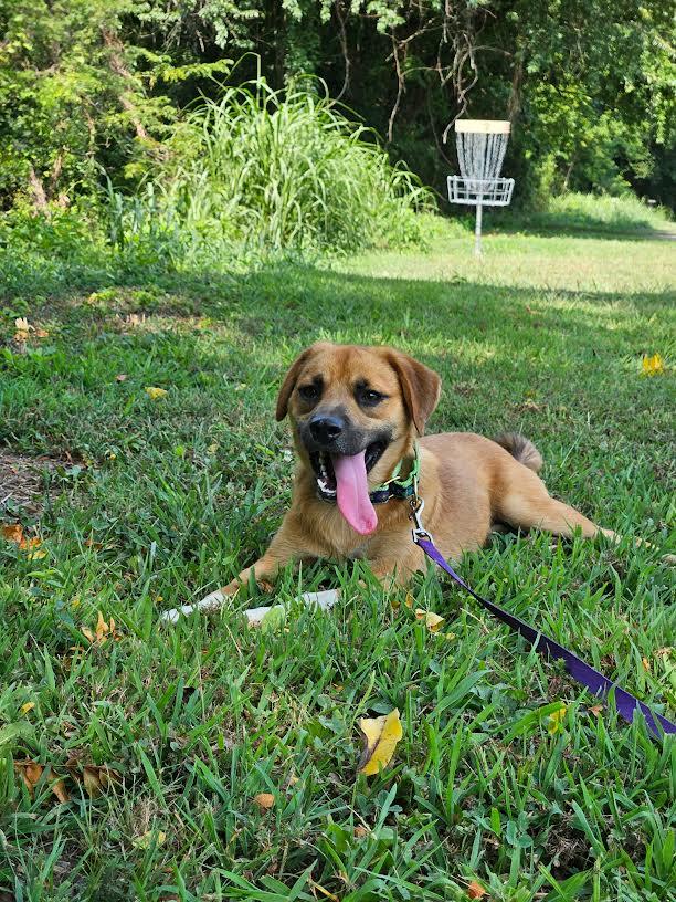 Rocky, Adoptable, Young Male Mountain Cur.