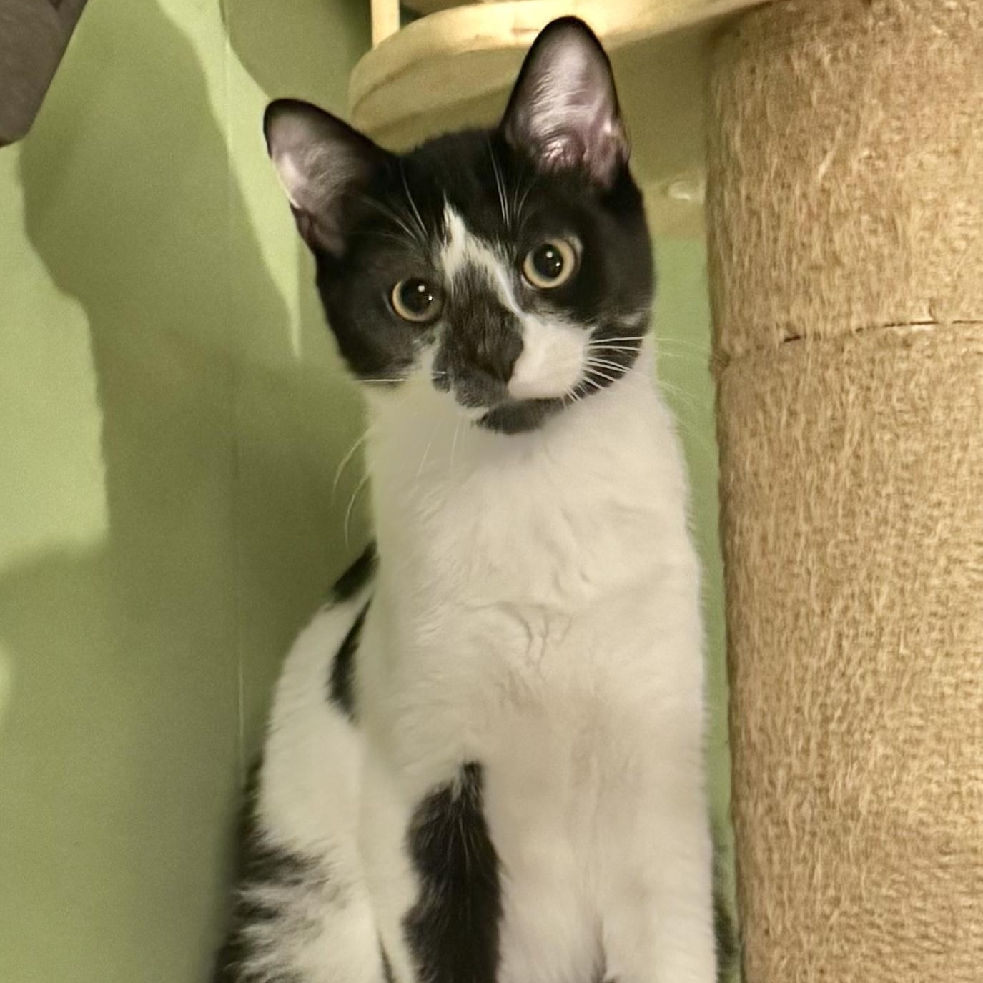 Enlarge Oakley, a Adopted mixed breed in Mount Holly, NC image 2/3