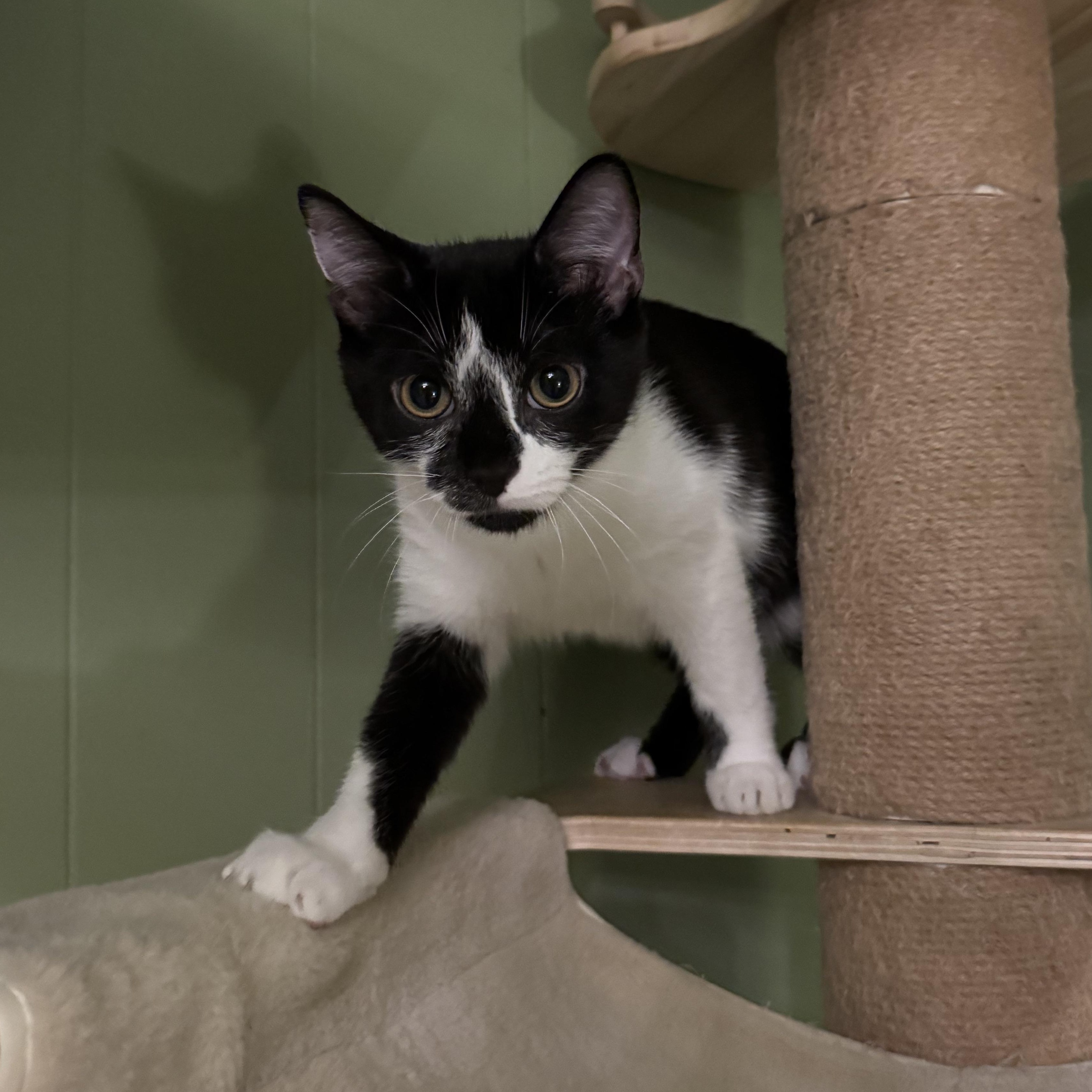 Enlarge Oakley, a Adopted mixed breed in Mount Holly, NC image 1/3