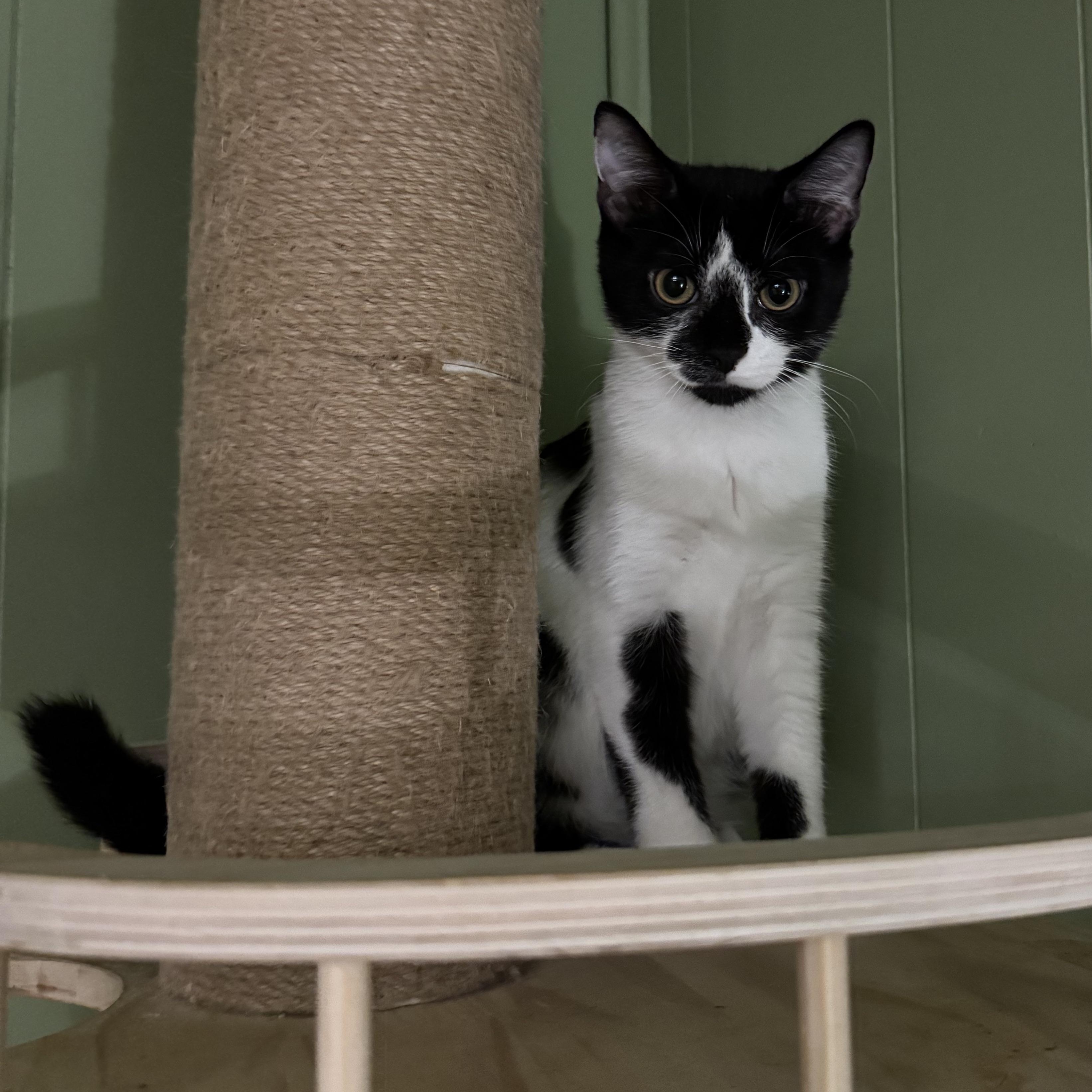 Enlarge Oakley, a Adopted mixed breed in Mount Holly, NC image 3/3