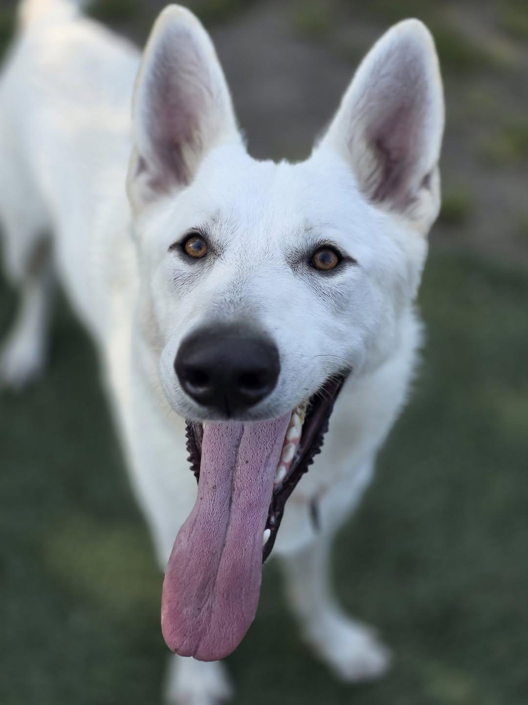Loki, ADOPTABLE, Young Male German Shepherd Dog.
