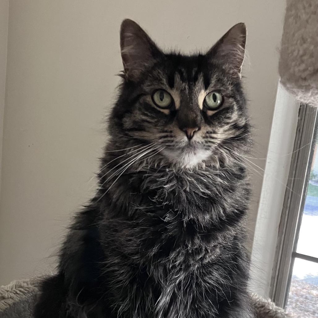 Luna Mia