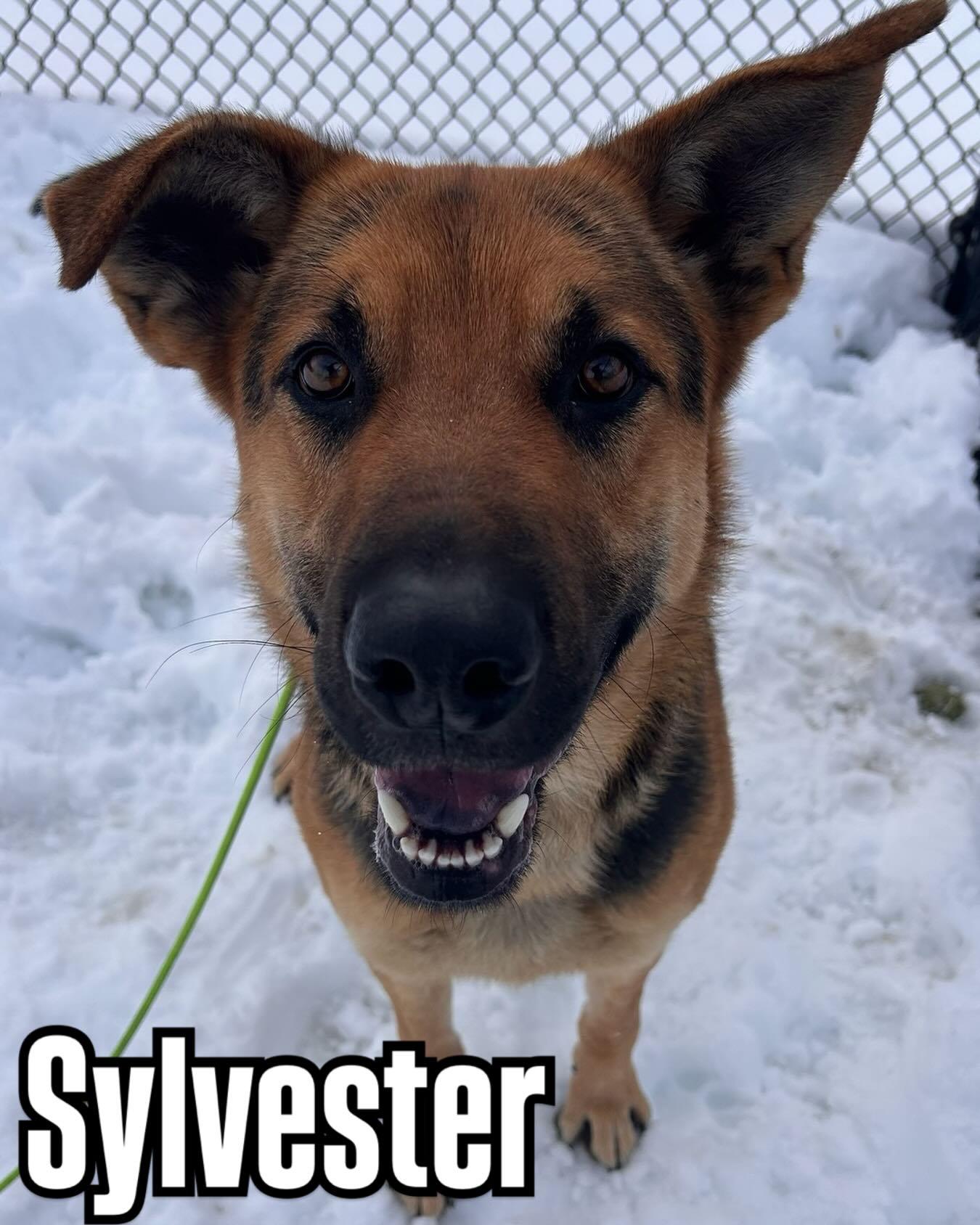 Sylvester Tag #117, ADOPTABLE, Young Male German Shepherd Dog.
