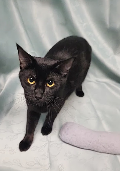 Cassia, Adoptable, Young Female Domestic Short Hair.