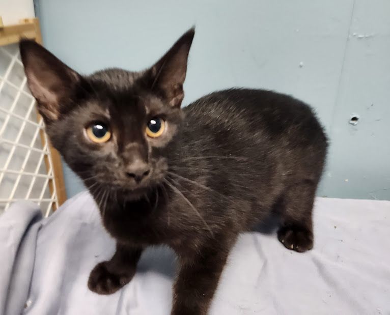 Enlarge Cassia, a Adoptable Domestic Short Hair in Hoopeston, IL image 2/6