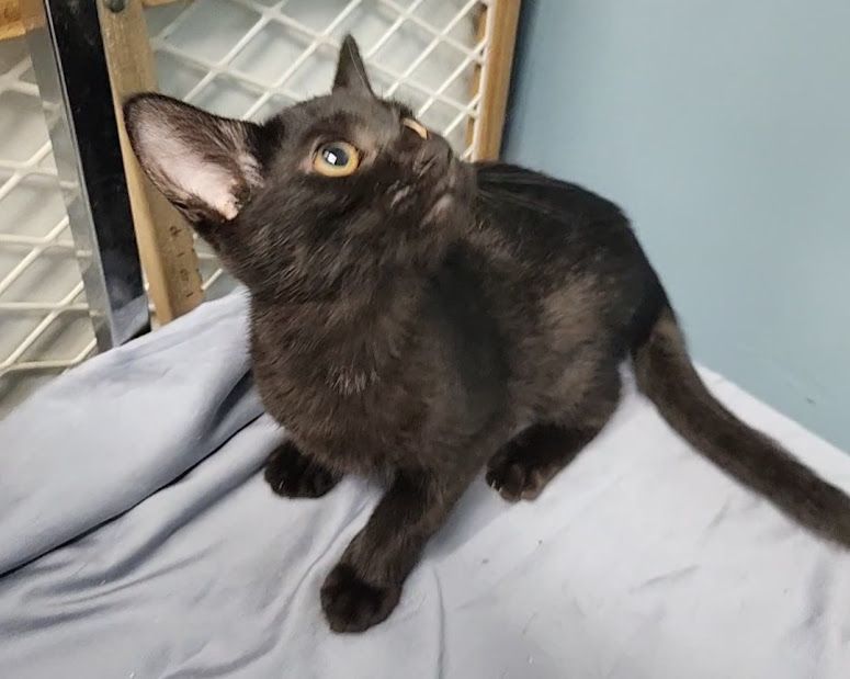 Enlarge Cassia, a Adoptable Domestic Short Hair in Hoopeston, IL image 4/6