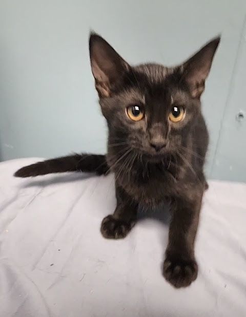 Enlarge Cassia, a Adoptable Domestic Short Hair in Hoopeston, IL image 5/6