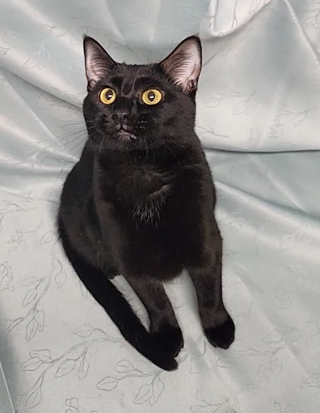 Enlarge Cassia, a Adoptable Domestic Short Hair in Hoopeston, IL image 6/6