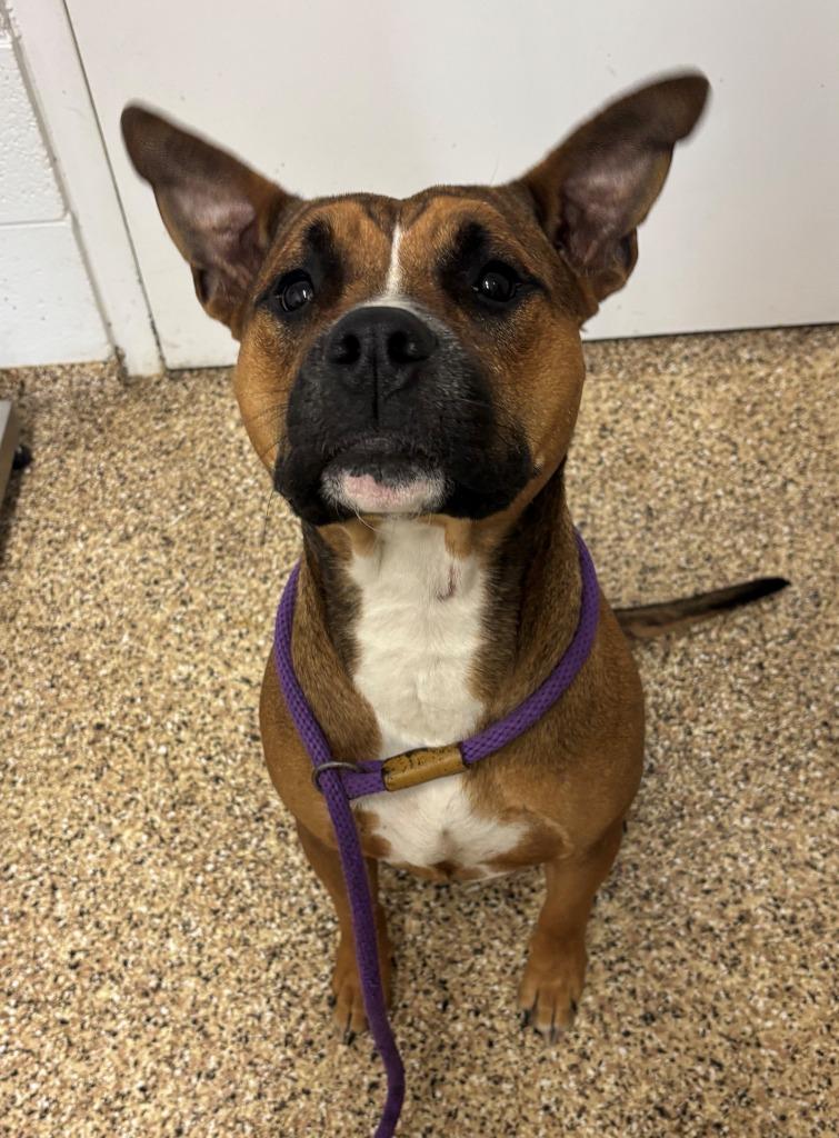 DOLLY, Adoptable, Adult Female Pit Bull Terrier & Labrador Retriever.