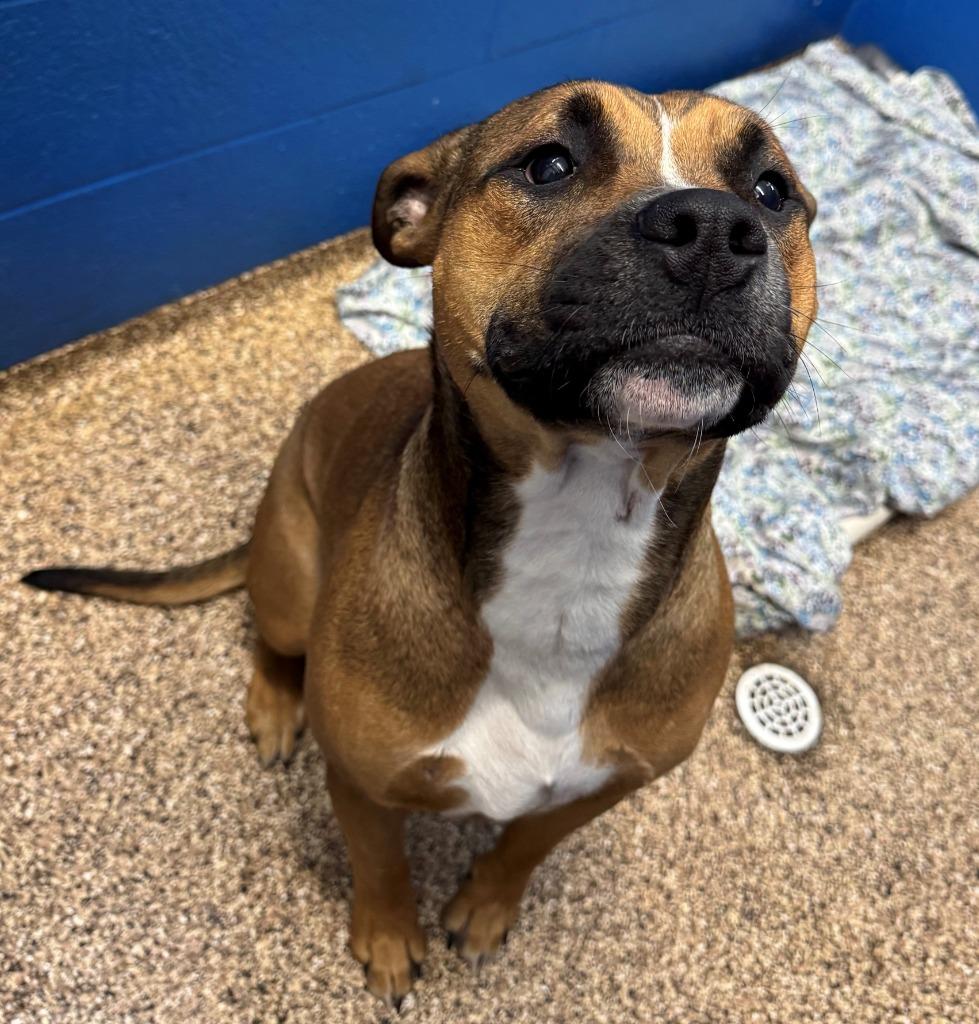 Enlarge DOLLY, a Adoptable mixed breed in Hastings, MI image 3/3