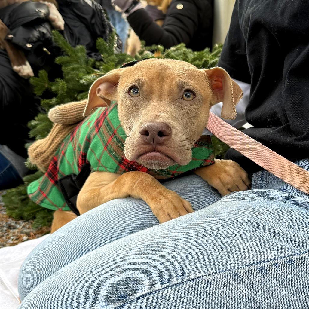 Enlarge Wyatt, a Adoptable mixed breed in West Chester, PA image 5/6