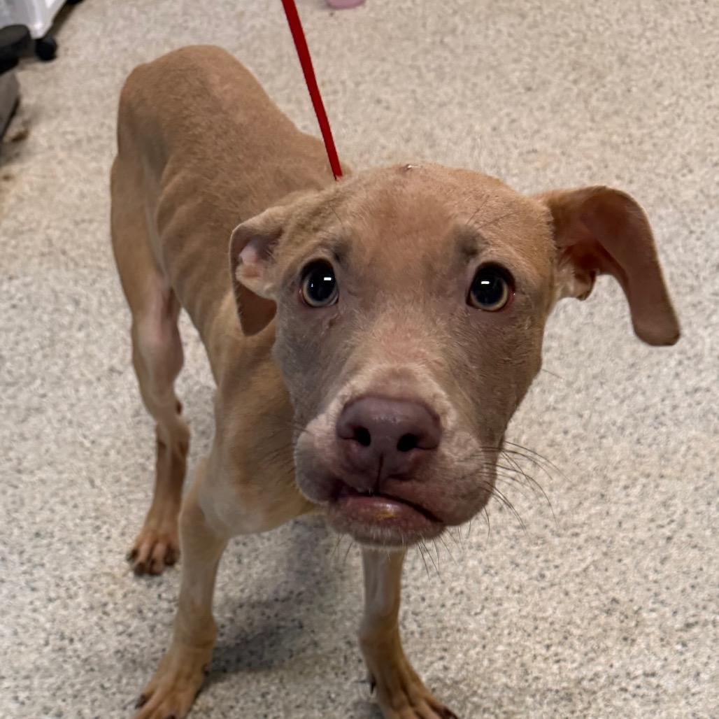 Enlarge Wyatt, a Adoptable mixed breed in West Chester, PA image 6/6