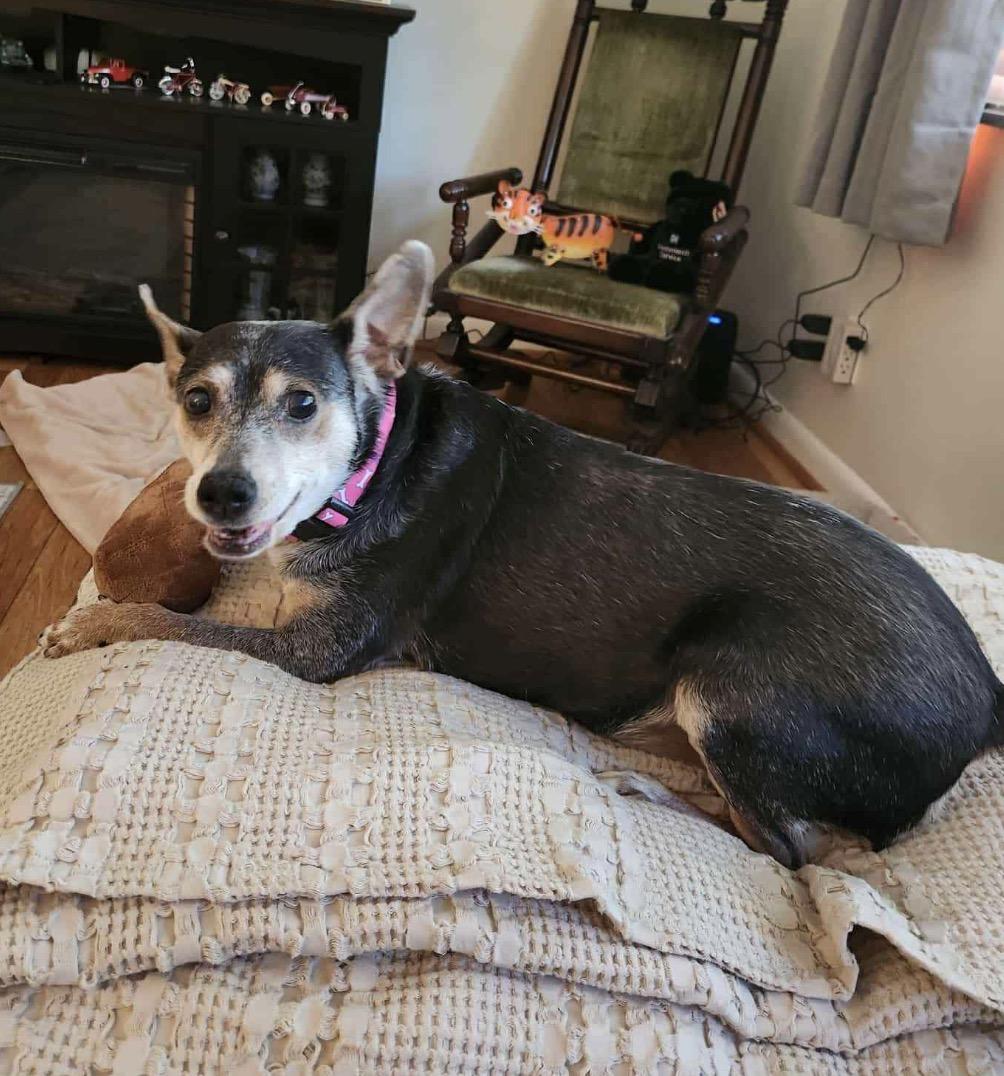 Sandy, Adoptable, Senior Female Jack Russell Terrier.