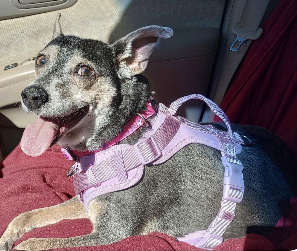 Sandy, a Adoptable mixed breed in Maineville, OH image 2/6