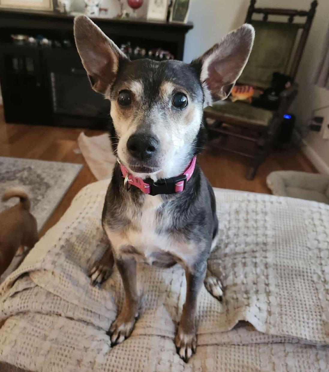 Sandy, a Adoptable mixed breed in Maineville, OH image 3/6