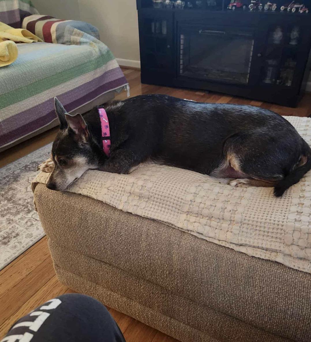 Sandy, a Adoptable mixed breed in Maineville, OH image 4/6