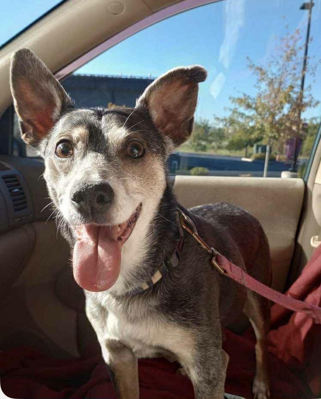 Sandy, Adoptable, Senior Female Jack Russell Terrier.