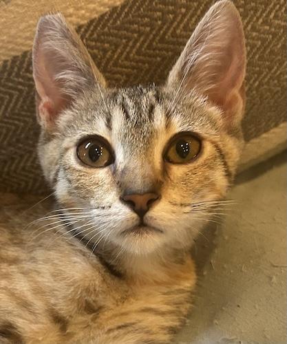 LyraB, ADOPTABLE, Kitten Female Tabby & Domestic Short Hair.