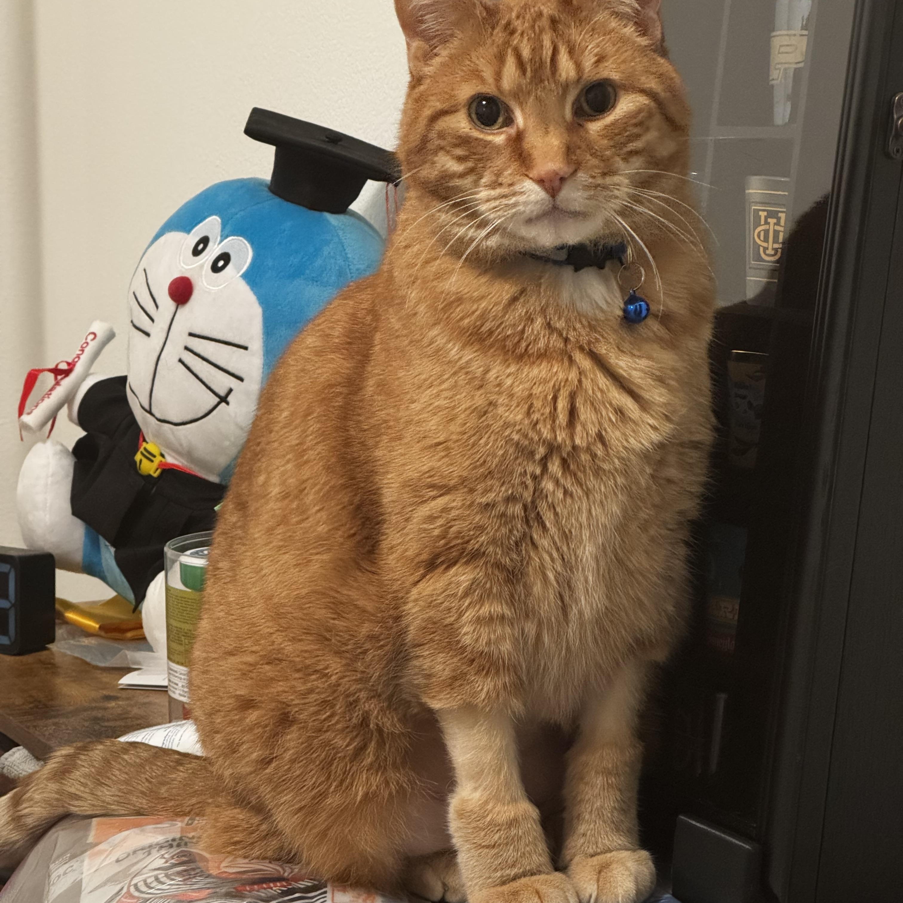 Enlarge Chowder, a Adoptable Domestic Short Hair in Portland, OR image 6/6