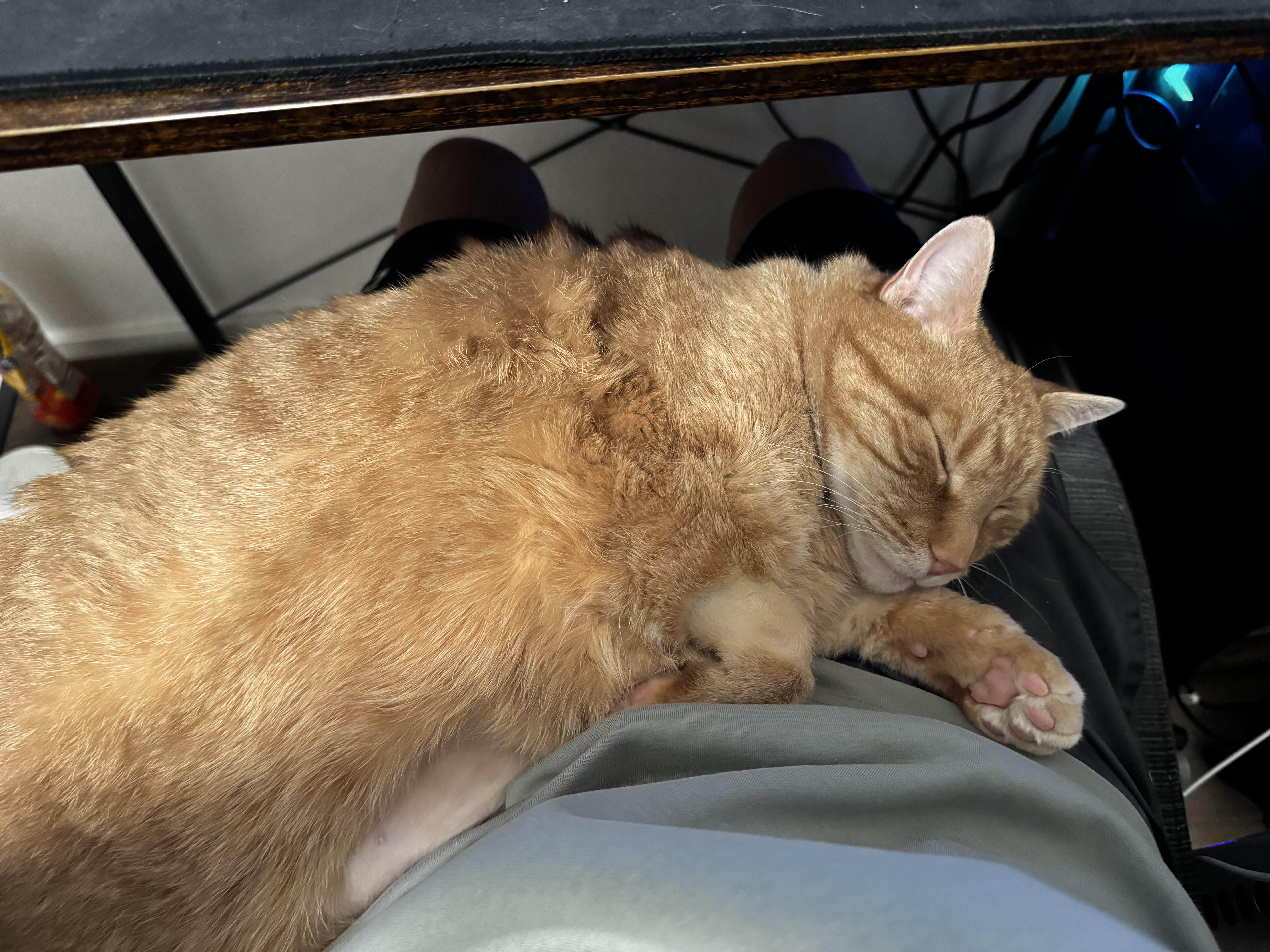 Enlarge Chowder, a Adoptable Domestic Short Hair in Portland, OR image 3/6