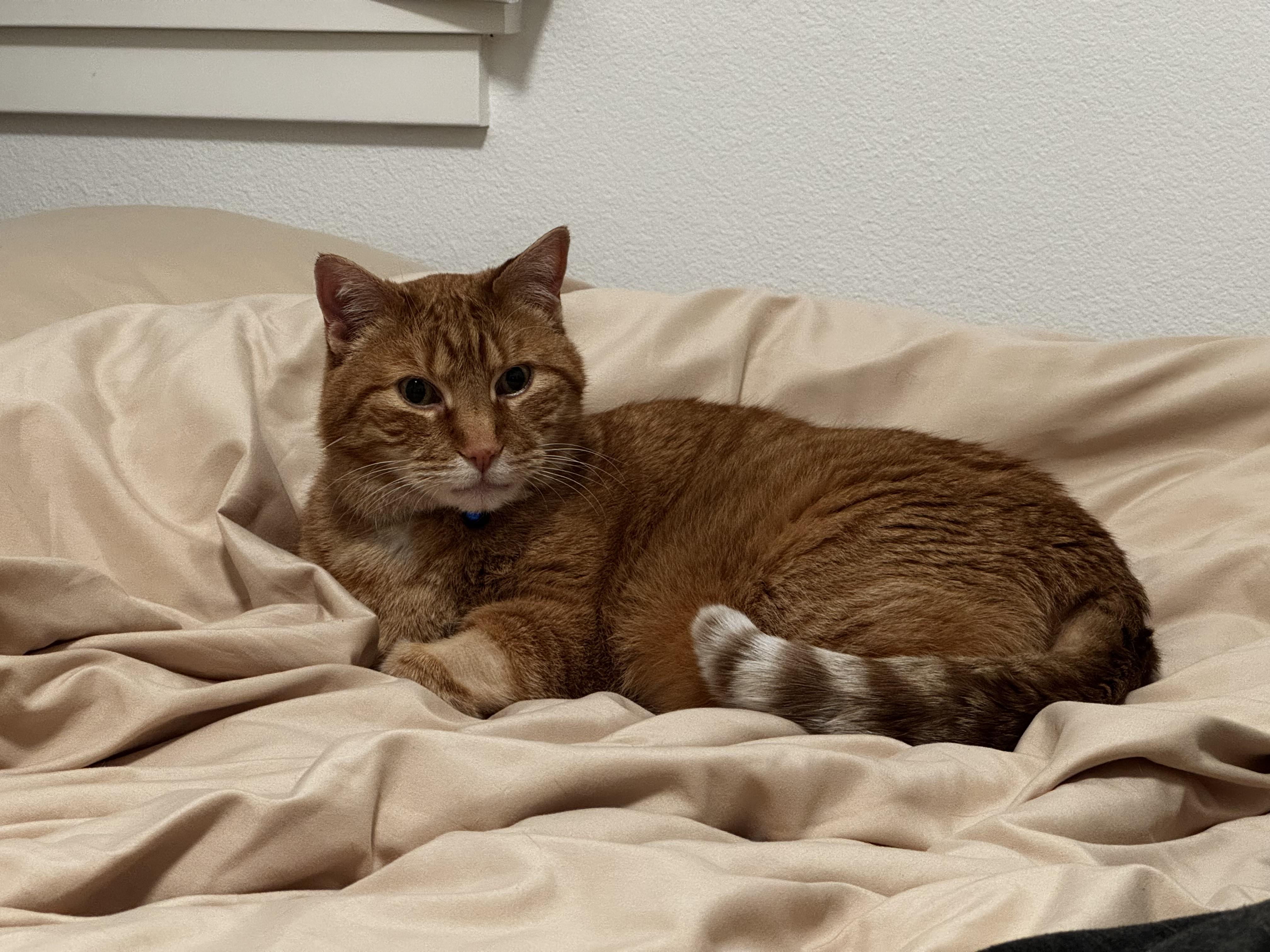 Enlarge Chowder, a Adoptable Domestic Short Hair in Portland, OR image 5/6