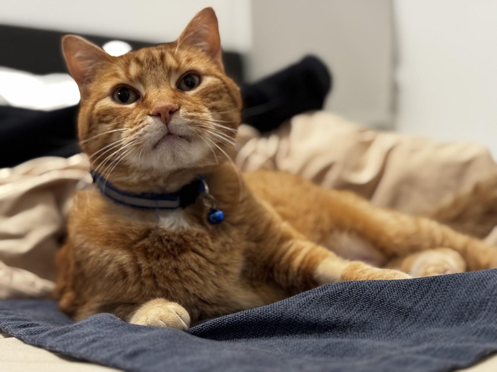 Enlarge Chowder, a Adoptable Domestic Short Hair in Portland, OR image 4/6