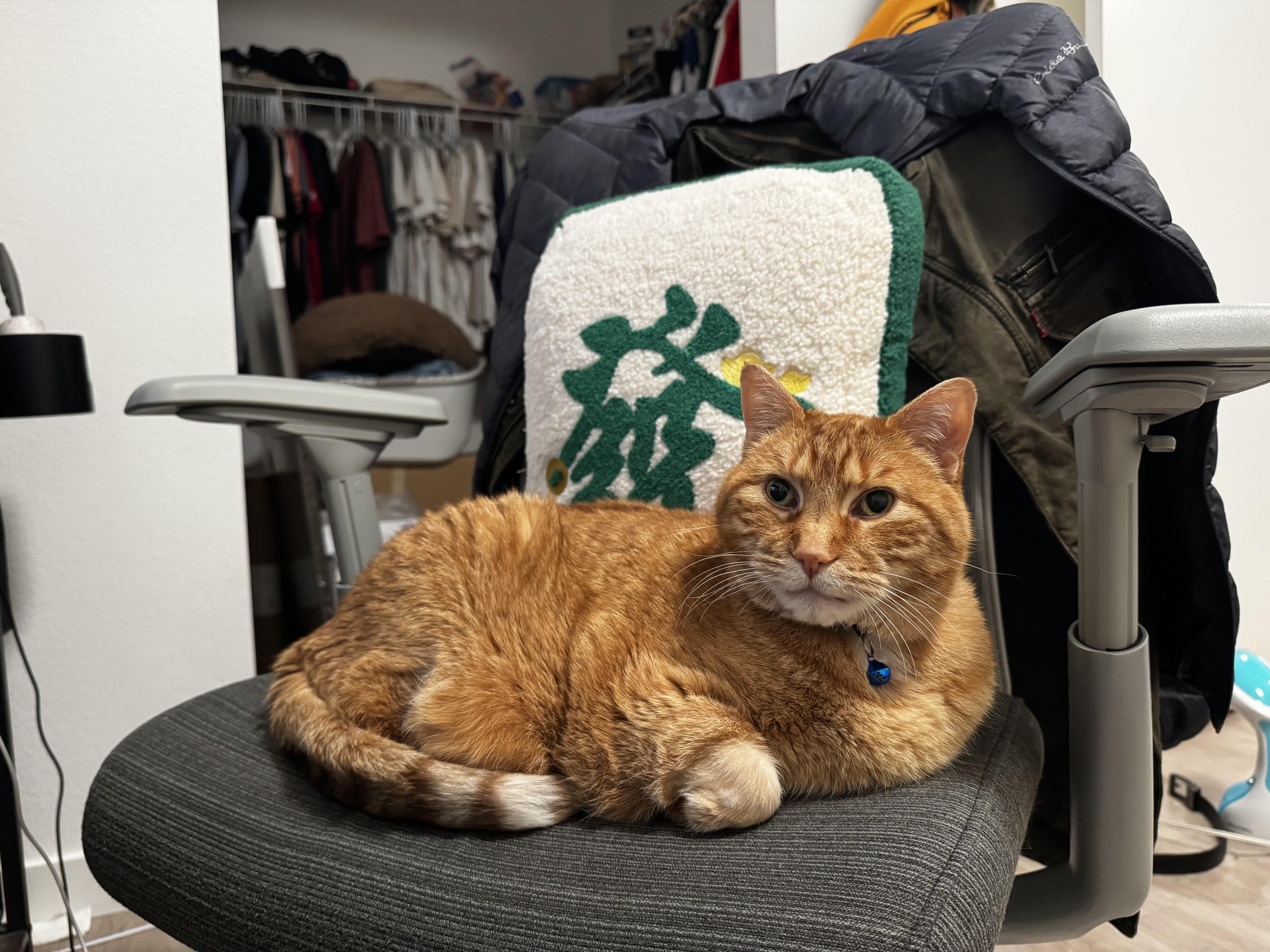 Enlarge Chowder, a Adoptable Domestic Short Hair in Portland, OR image 2/6