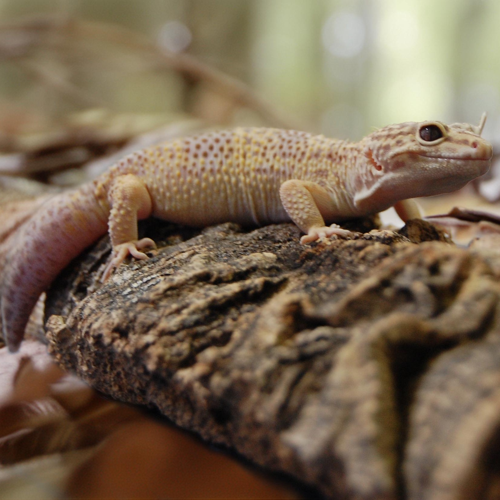 Enlarge Mango, a Adoptable Gecko in Libertyville, IL image 1/1