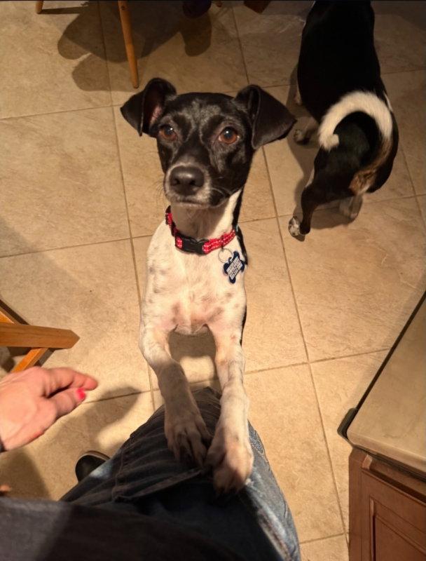 Sasha, a Adoptable Rat Terrier in East Derry, NH image 1/3
