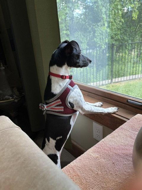 Sasha, a Adoptable Rat Terrier in East Derry, NH image 2/3