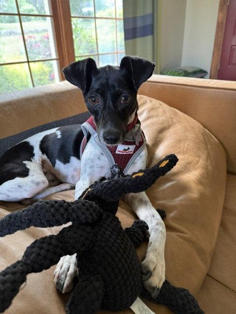 Sasha, a Adoptable Rat Terrier in East Derry, NH image 3/3