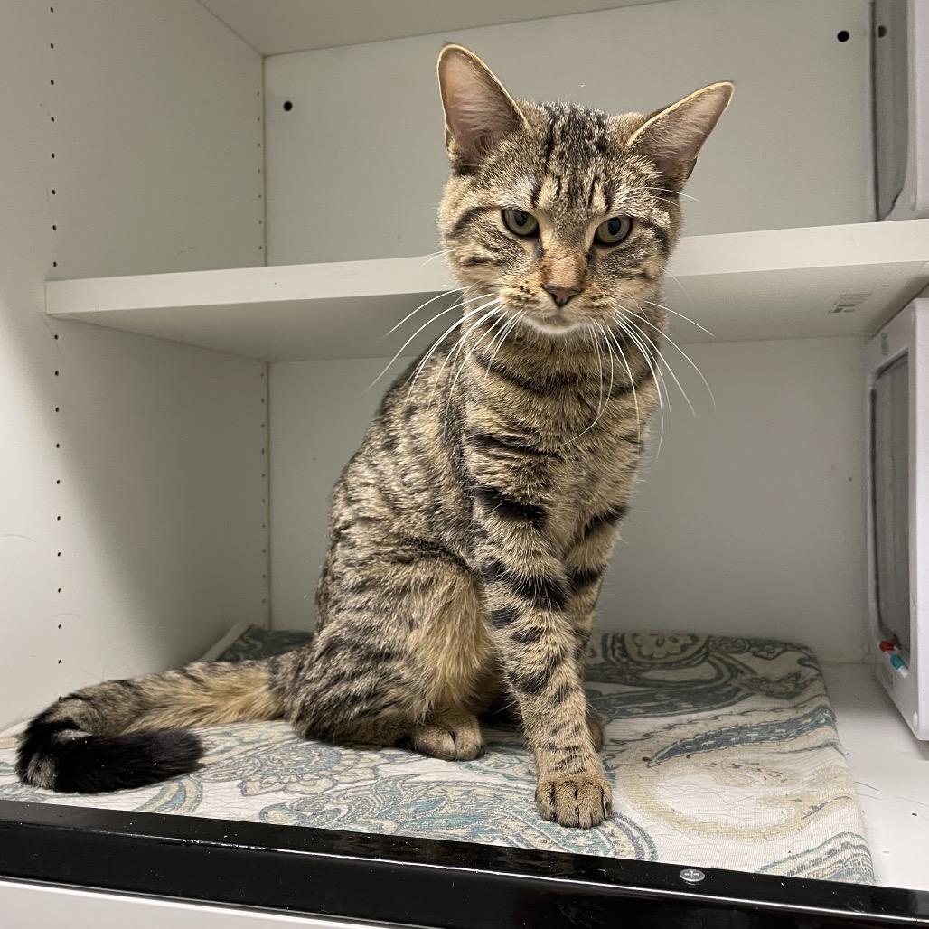 Enlarge Kyo, a Adoptable Domestic Medium Hair in North Battleford, SK image 1/3